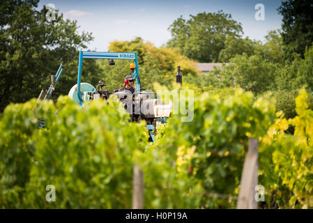 Il trattore al lavoro durante il raccolto in vigna a St Emilion, Bordeaux Regione del Vino della Francia Foto Stock