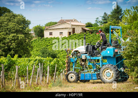 Il trattore al lavoro durante il raccolto in vigna a St Emilion, Bordeaux Regione del Vino della Francia Foto Stock