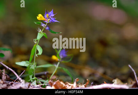 Fiori aquilegia vulgaris - aquilegia comune nella foresta Foto Stock