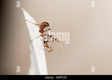 Mantis nymph bcn, Bangalore, Karnataka. mantis sono insetti predatori. Primi stadi sono spesso imita di formiche. Foto Stock