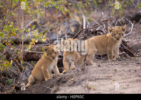 Tre cuccioli di leone vicino a loro den site - i cuccioli sono otto settimane di età Foto Stock