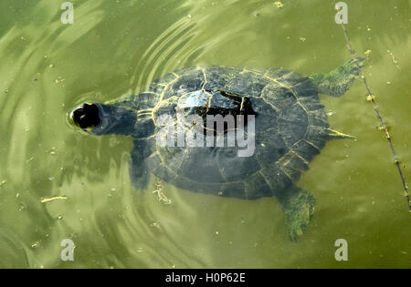 Il Giallo-cursore panciuto (Trachemys scripta scripta) è una terra e acqua turtle appartenenti alla famiglia Emydidae. Questa sottospecie di stagno cursore è nativo del sud-est degli Stati Uniti, in particolare dalla Florida a southeastern Virginia, ed è la più comune specie di tartaruga nella sua gamma. Si trova in una grande varietà di habitat, inclusi in movimento lento fiumi, paludi di aree inondabili, paludi e zone umide stagionali, e stagni permanenti. A becco giallo cursori sono popolari come animali domestici. Foto Stock