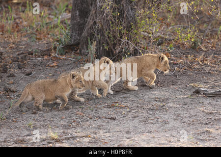 Tre LION CUB fratelli in cammino insieme Foto Stock