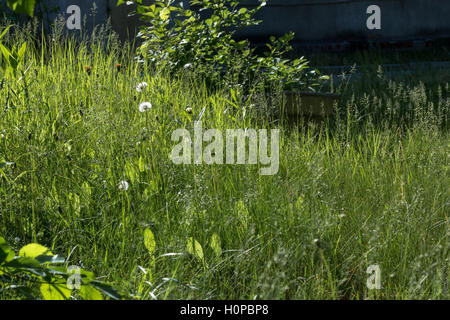 Taraxacum è un genere di grandi dimensioni di piante in fiore nella famiglia Asteraceae e consiste di specie comunemente noto come dente di leone Foto Stock