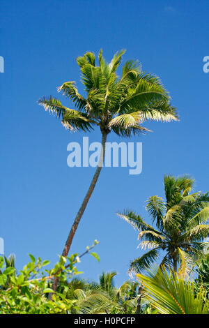 La Foa isola. Isole Haapai, Tonga. La Polinesia Foto Stock