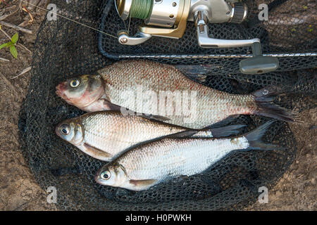 Pesci di acqua dolce appena preso dall'acqua. La cattura di pesci di acqua dolce e canne da pesca con mulinello da pesca sulla rete da pesca. Foto Stock