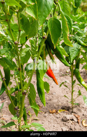 Coloratissime piante di pepe - hot peperoncino peperoni in soft focus. Vista ravvicinata della Red Hot Chili Peppers su un ramo. Foto Stock