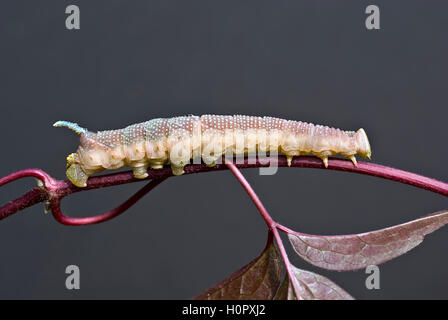 Close up di calce Hawk Moth Caterpillar sul gambo di foglia. Foto Stock