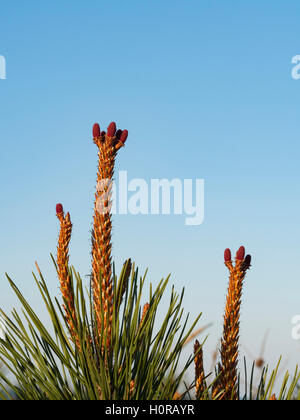 Coni femmine di pino marittimo in primavera. Foto Stock