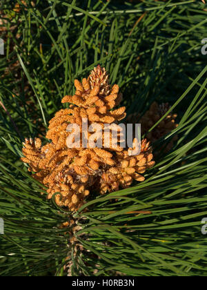 Pino marittimo coni (strobili) in primavera. Foto Stock