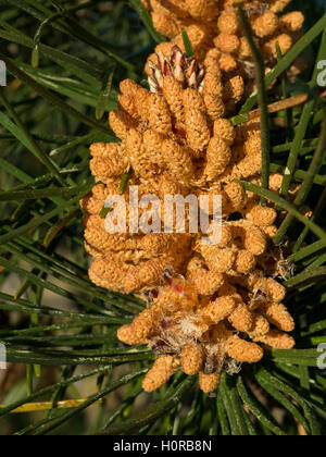 Pino marittimo coni (strobili) in primavera. Foto Stock