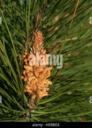 Pino marittimo coni (strobili) in primavera. Foto Stock