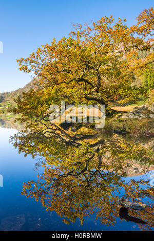 Una quercia riflessa in Rydal acqua nel Parco Nazionale del Distretto dei Laghi. Cumbria. In Inghilterra. Foto Stock