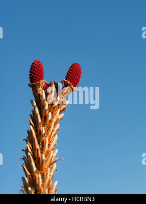 Coni femmine di pino marittimo in primavera. Foto Stock