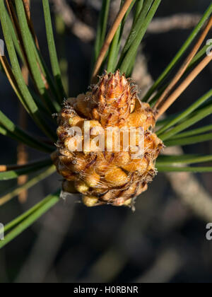 Pino marittimo coni (strobili) in primavera. Foto Stock