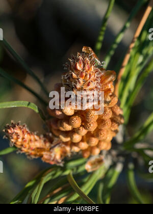 Pino marittimo coni (strobili) in primavera. Foto Stock