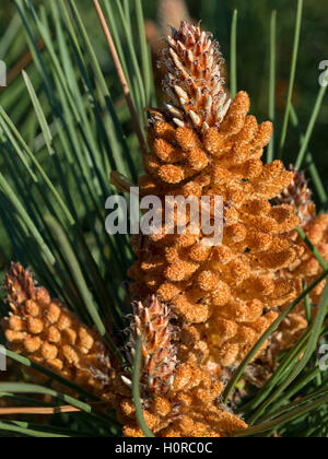 Pino marittimo coni (strobili) in primavera. Foto Stock