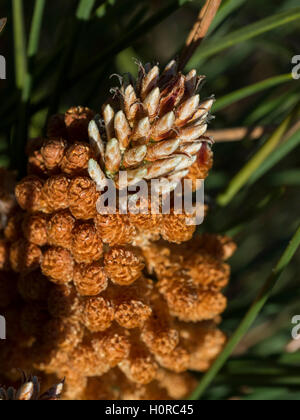 Pino marittimo coni (strobili) in primavera. Foto Stock