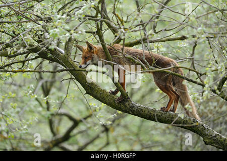 Red Fox / Rotfuchs ( Vulpes vulpes ) arrampicata su un albero, comportamento straordinario, perfettamente adattato. Foto Stock