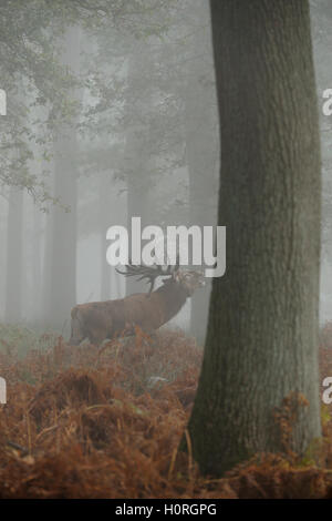 Red Deer / Rothirsch ( Cervus elaphus ), potente stag, ruggito nel bosco nebuloso, sorge tra colori autunnali fern. Foto Stock