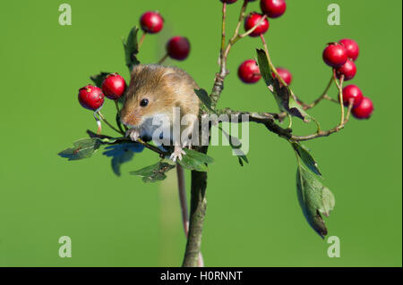 Harvest mouse (Micromys minutus) salendo Hawthorne bush con bacche rosse Foto Stock