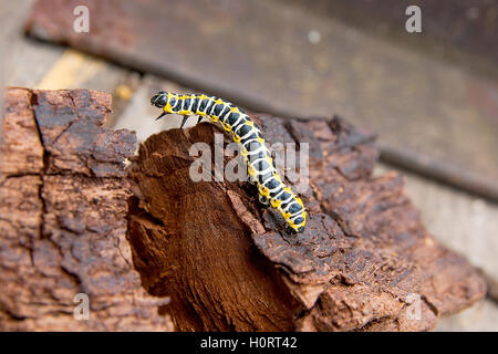 Bella caterpillar si insinua sul pezzo di vecchio legno marrone. Caterpillar del Vecchio Mondo a coda di rondine (Papilio machaon), Foto Stock