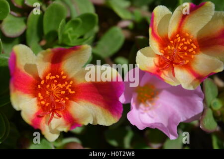 Portulaca oleracea, compresi rosa e Candy Stripe fiori. Noto anche come Purslane, Moss Rose e fiori di tempo Foto Stock