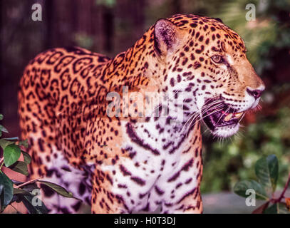 Jaguar,Panthera onca è un gatto grande, un felino in genere Panthera, Foto Stock