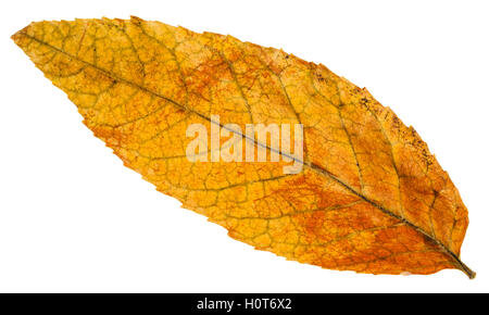 Giallo foglia caduta di cenere tree (Fraxinus) isolato su sfondo bianco Foto Stock