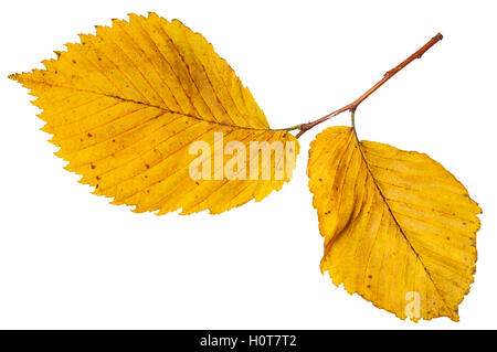 Rametto di colore giallo con foglie di autunno di olmo isolati su sfondo bianco Foto Stock