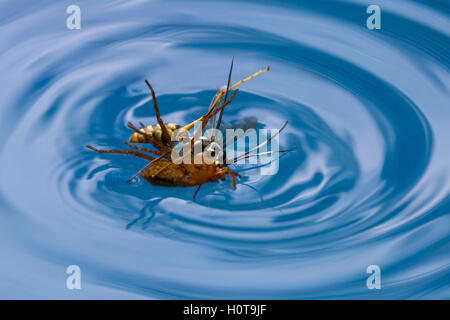 Scatti di un ragno wasp uccidere un ragno per annegamento in una piscina in Costa Rica Foto Stock