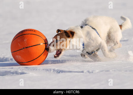 Cane che corre con basket ball ad alta velocità Foto Stock