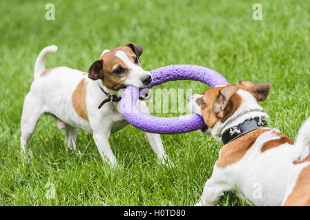 Due cani lotta giocando tug war game Foto Stock