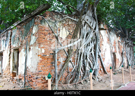 Antica Chiesa tailandese di Sang Kratai tempio Tailandia,radici sulla Chiesa, Bodhi Tree ,Angthong , della Thailandia Foto Stock