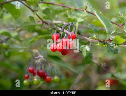 Bacche di un arbusto Solanum dulcamara o woody nightshade o belladonna o agrodolce. Foto Stock