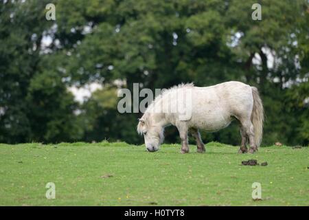 Di piccole dimensioni e di colore bianco pony Shetland in un campo a Ardmore punto, Dumbartonshire, Scotland, Regno Unito Foto Stock