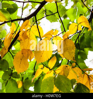 Il giallo e il verde delle foglie di olmo nella piovosa giornata d'autunno Foto Stock