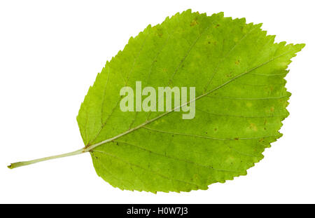 Lato posteriore della foglia verde di ceneri-lasciava in Acero (Acer negundo, Box elder, boxelder acero, ash-lasciava in acero maple ash) isolato Foto Stock