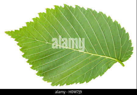 Lato posteriore di foglie fresche di olmo (Ulmus laevis, bianco europeo olmo, svolazzanti elm, spandimento di olmo, maestoso elm, russo elm) Foto Stock