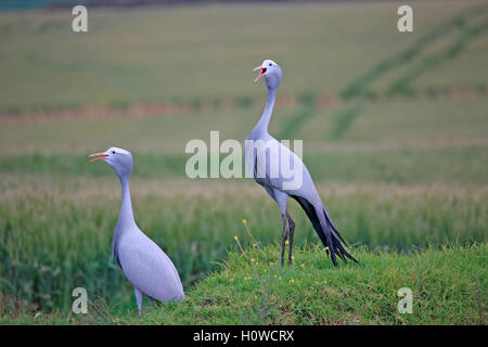 Una coppia di gru blu (Grus paradisaea) chiamando a campi di grano in Overberg, Sud Africa Foto Stock