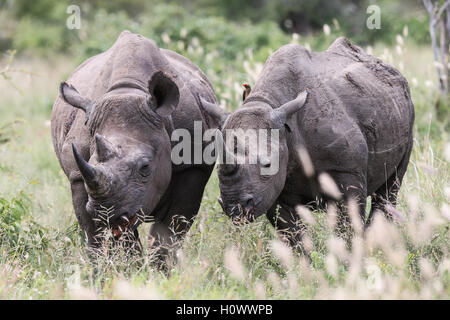 Maschio e femmina nera Rhino pascolare nel Parco Nazionale di Kruger Sud Africa Foto Stock