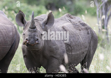 Rinoceronte nero al pascolo nel parco nazionale Kruger Sud Africa Foto Stock