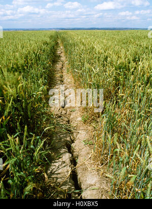 Sentiero pubblico in esecuzione attraverso un campo di grano su Beacon Hill nei pressi del villaggio di Canewdon, Essex, Inghilterra, Regno Unito. Massa fessurato dalla siccità. Foto Stock