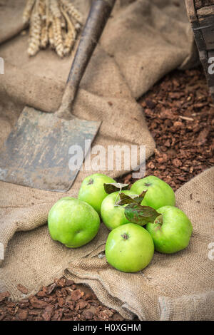 Mele e display a forcella a Harrogate autunno flower show. Harrogate North Yorkshire, Inghilterra Foto Stock