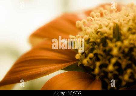 Un arancione girasole messicano visto da molto vicino Foto Stock