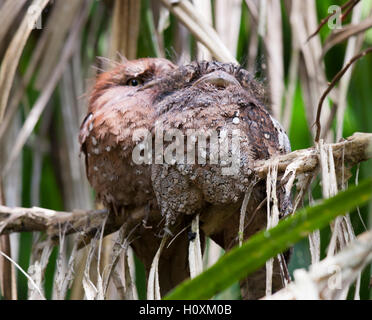 Sri Lanka Frogmouth, Batrachostomus moniliger, Sri Lanka Foto Stock