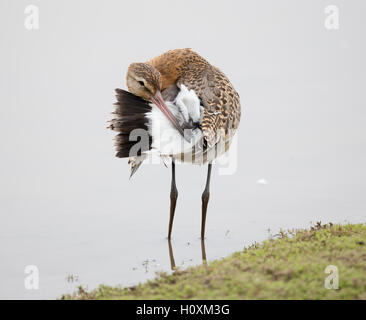 Nero-tailed Godwit, Limosa limosa preening presso la piscina di Venere, Shropshire Foto Stock