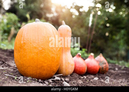 Zucche arancione prevista sul terreno. Sunny la natura in autunno. Foto Stock