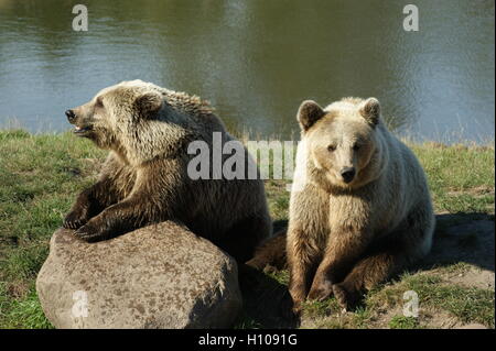 Due comunità l'orso bruno (Ursus arctos arctos) nel loro recinto in Scandinavia Wildlife Park. Foto Stock