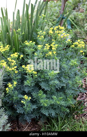 Close up di Ruta graveolens pianta o noto anche come Rue, comune rue o erbe-di-grazia crescita nel terreno Foto Stock